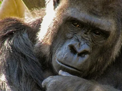 Healing & Beyond With The  Gorilla Guiding You