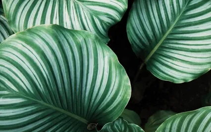 Healing & Growth Journey