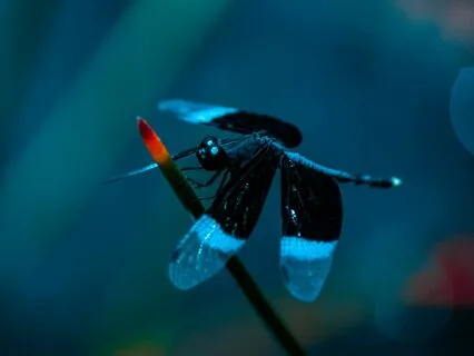 Healing Anxiety: A Reflective Meditation For Inner Growth