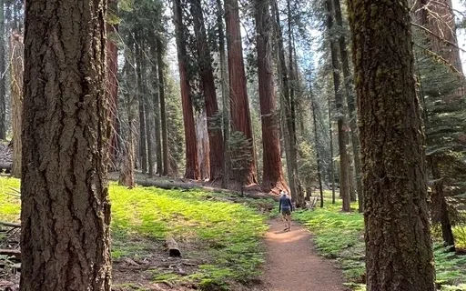 Healing Anxiety With Sequioa Tree Medicine