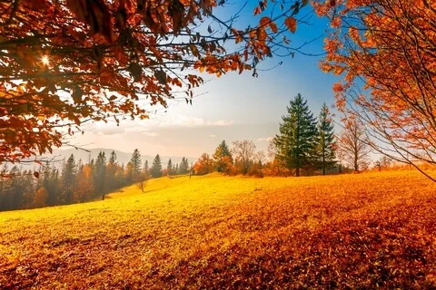 Healing Beauty (Music With Nature Forest Sounds)