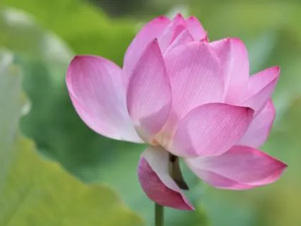 Healing Begins Within