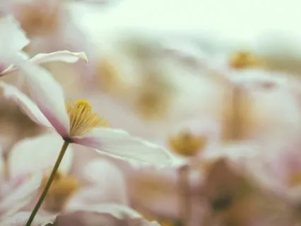 Healing Body Image Meditation (Confidence & Self Love)