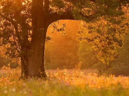 Healing Breath: Calm Your Mind