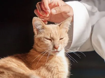 Healing Cat Purr Frequencies With Crystal Bowls