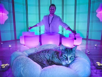 Healing Cat's Purr Sound Bath