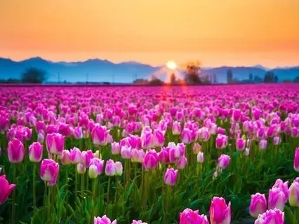 Healing Chakra Reiki Energy  