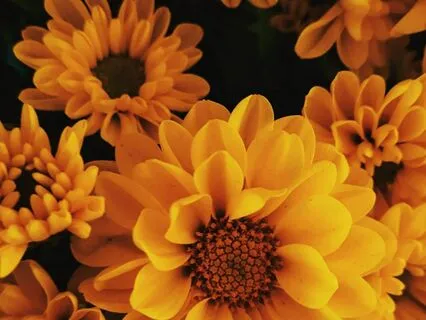 Healing Chrysanthemum | Relax with Jazzy Lofi Beats