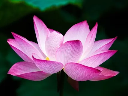 Healing Circle | Sacred Relationship Healing Meditation