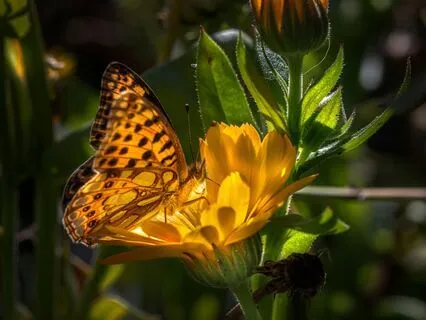 Healing Code  |  Sacred Frequencies For Body, Mind, And Soul