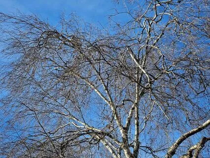 Healing Comes As We Embrace Our Creaturehood, Our Humanness