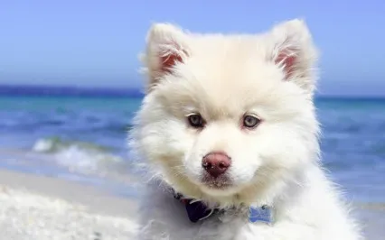 Healing Comes In Waves - CPTSD S.0.S.