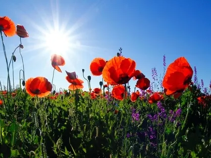 Healing Countryside Nature Sounds For Sleep, Relaxation