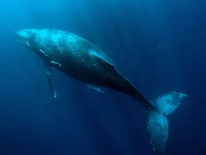 Ultimate Sleep Serenity | 2 Hz  Cricket Chorus & Whale Song