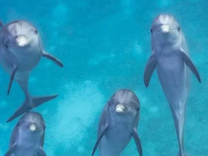 Healing Dolphin Yoga Nidra