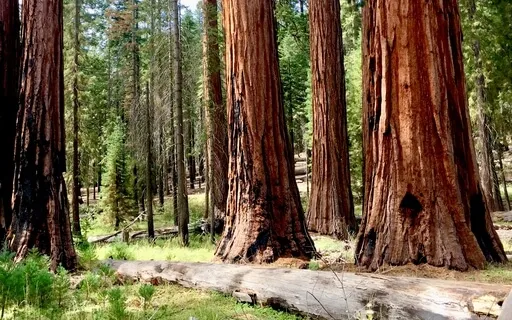 Healing Eco-Grief With The Wholeness Of Nature