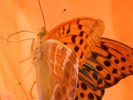 Healing Emotional Blocks With Your Pet | Sacral Chakra Talk