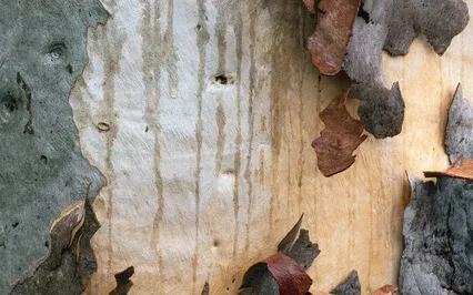 Healing Family Wounds - Weekly Energy Boost