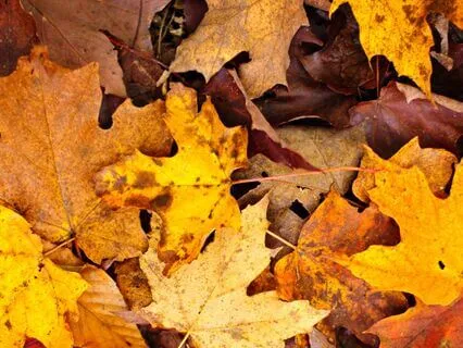 Healing Fatigue: For Deep Recovery And Energy Renewal (2Hz)