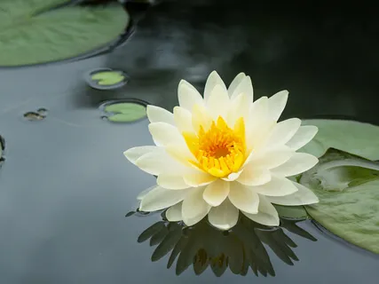 Healing Flower From The Heart 