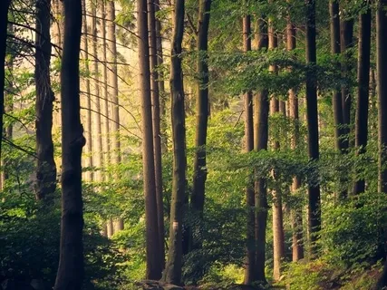 Healing Forest Meditation