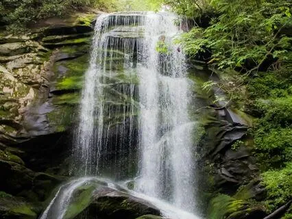 Healing Forest Meditation