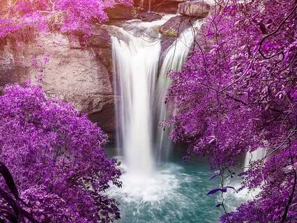 Healing Forest Sleep Meditation