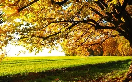 Healing Frequencies - 1335 Hz - Normalize Adrenal Function