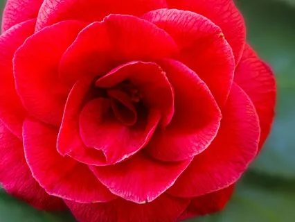 Healing Frequencies For Inner Peace