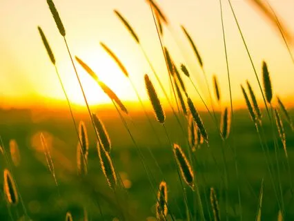 Healing Frequencies | Nervous System Regulation