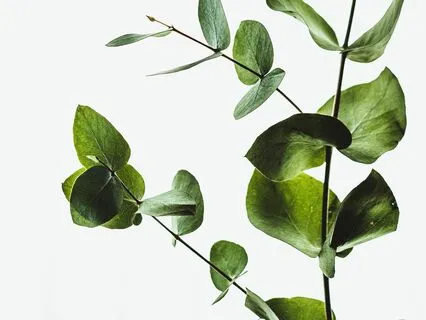 Healing From Burnout Using Human Design