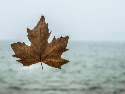 Healing From Loss