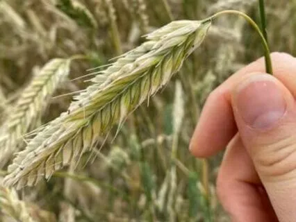 Healing From Narcissistic Abuse: "Self Trust"