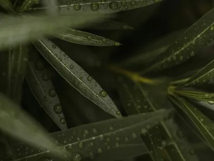 Healing - Gentle Piano Music