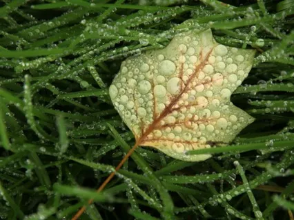 Gong And Rain Sounds For Deep Relaxation (Longer Version)