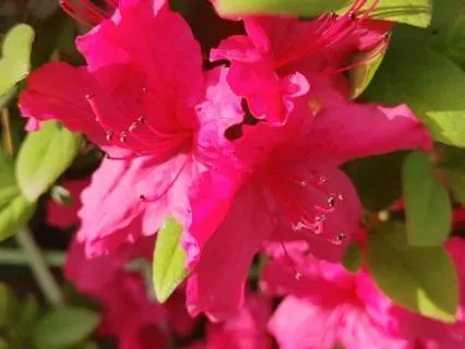 Healing Harp In The Mist