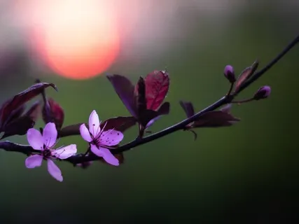 Healing Heart & Mind