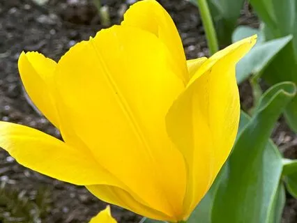 Healing Heart Meditation