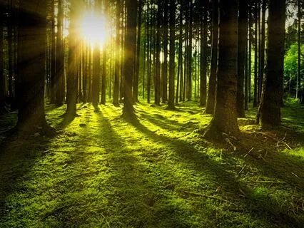 Healing In Nature - The Forest