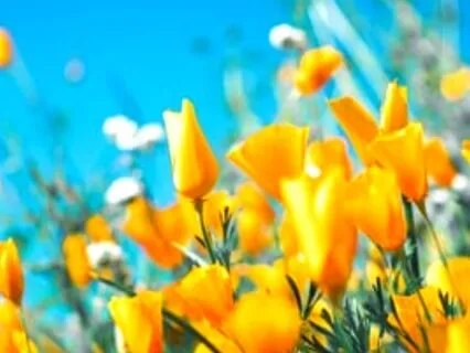 Healing In The Vortex