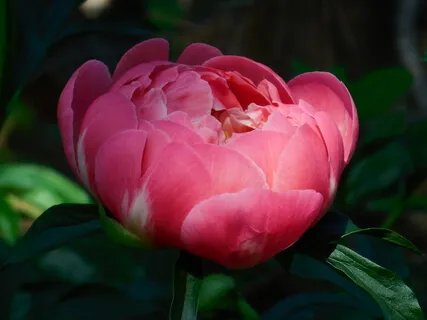 Healing Inadequacy With Love - Course In Miracles