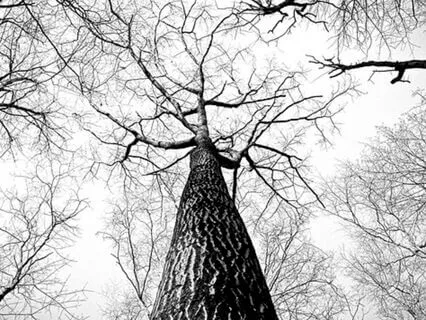 Healing Inclusion Wounds: A Tree Of Life Journey