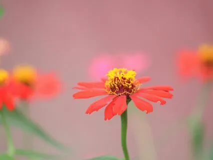 Healing Journey Talks: Vulnerability