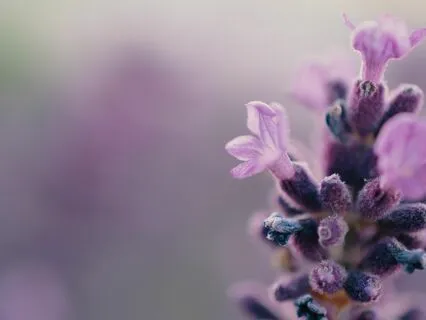 Healing Lavender Flowers | Lofi Soul Jazz  & Mellow Vibes