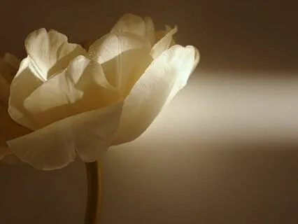 Healing Light: Embracing Grief & Finding Renewal