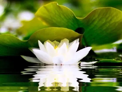 Healing Light Meditation