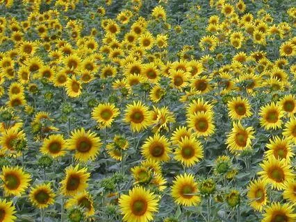 Healing Light Meditation For Chronic Pain