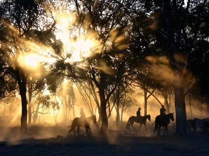 Healing Light Of Awareness- General Pain Relief