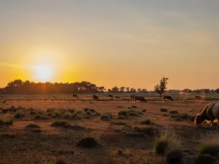 Healing Light Visualisation