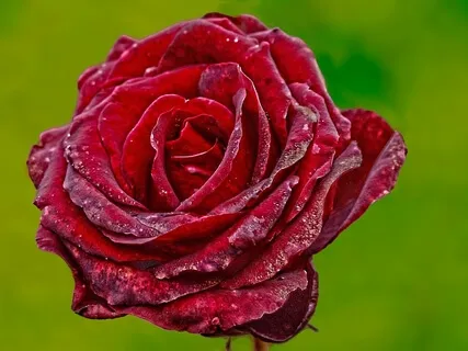 Healing Love And Support From Mother Earth- Root Chakra Activation